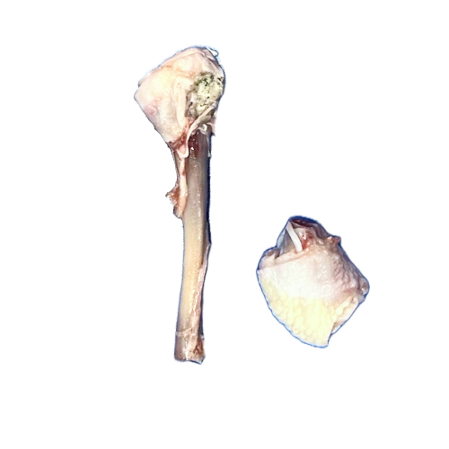 Drumstick bone and knuckle